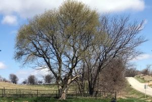 pond-tree