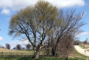 pond-tree